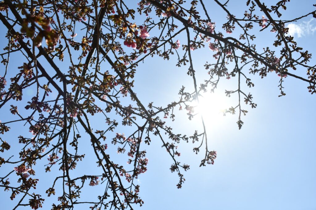 神奈川県松田町のまつだ桜まつりで撮影した河津桜