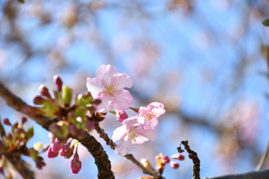 神奈川県松田町のまつだ桜まつりで撮影した河津桜