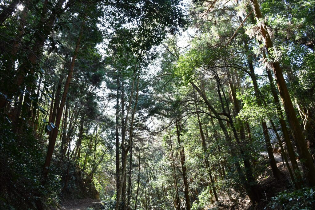 神奈川県松田町の西平畑公園にあるコキアの里に続く山道