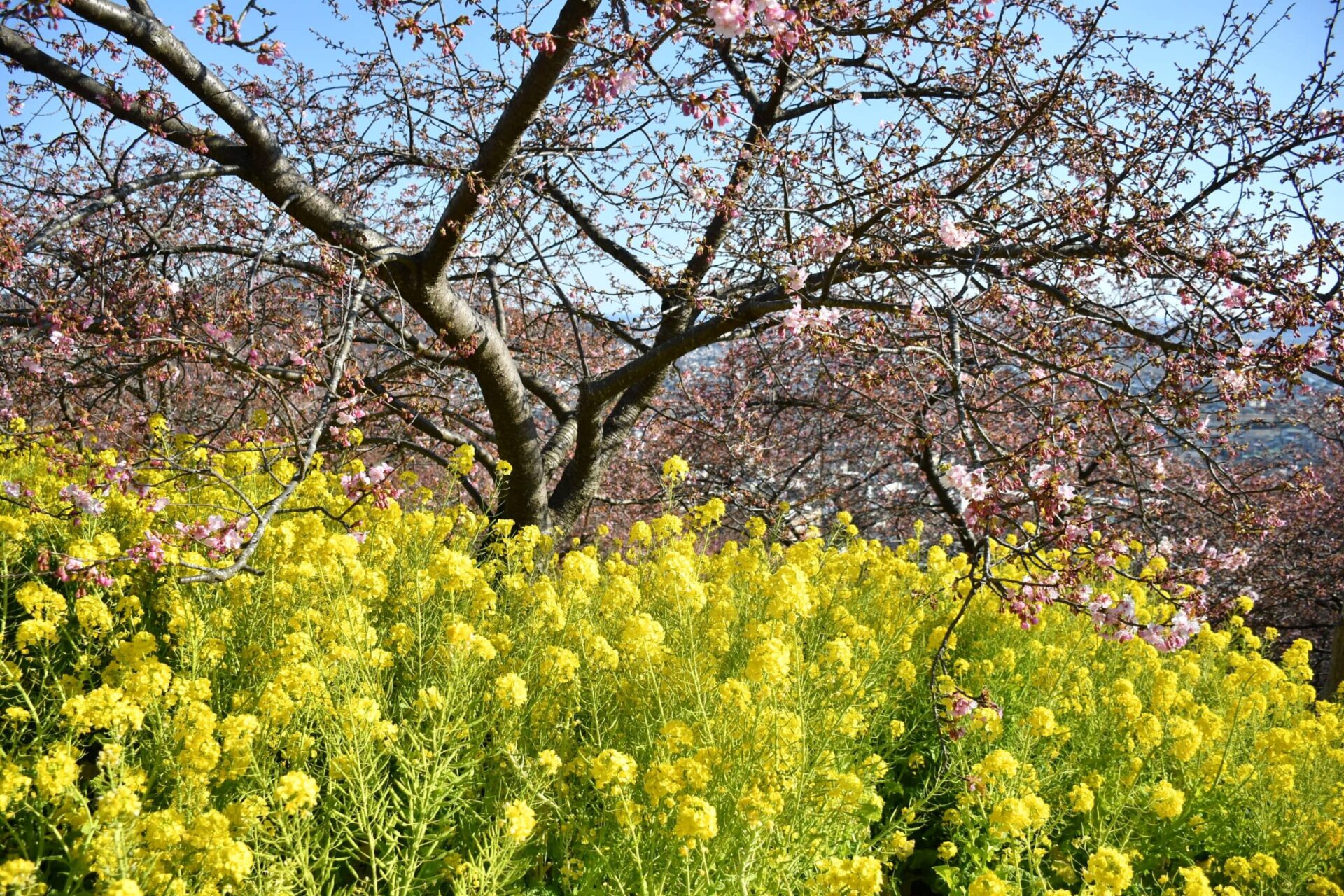 神奈川県松田町の桜まつりで鑑賞できる二分咲きの河津桜と菜の花（2022年2月26日撮影）