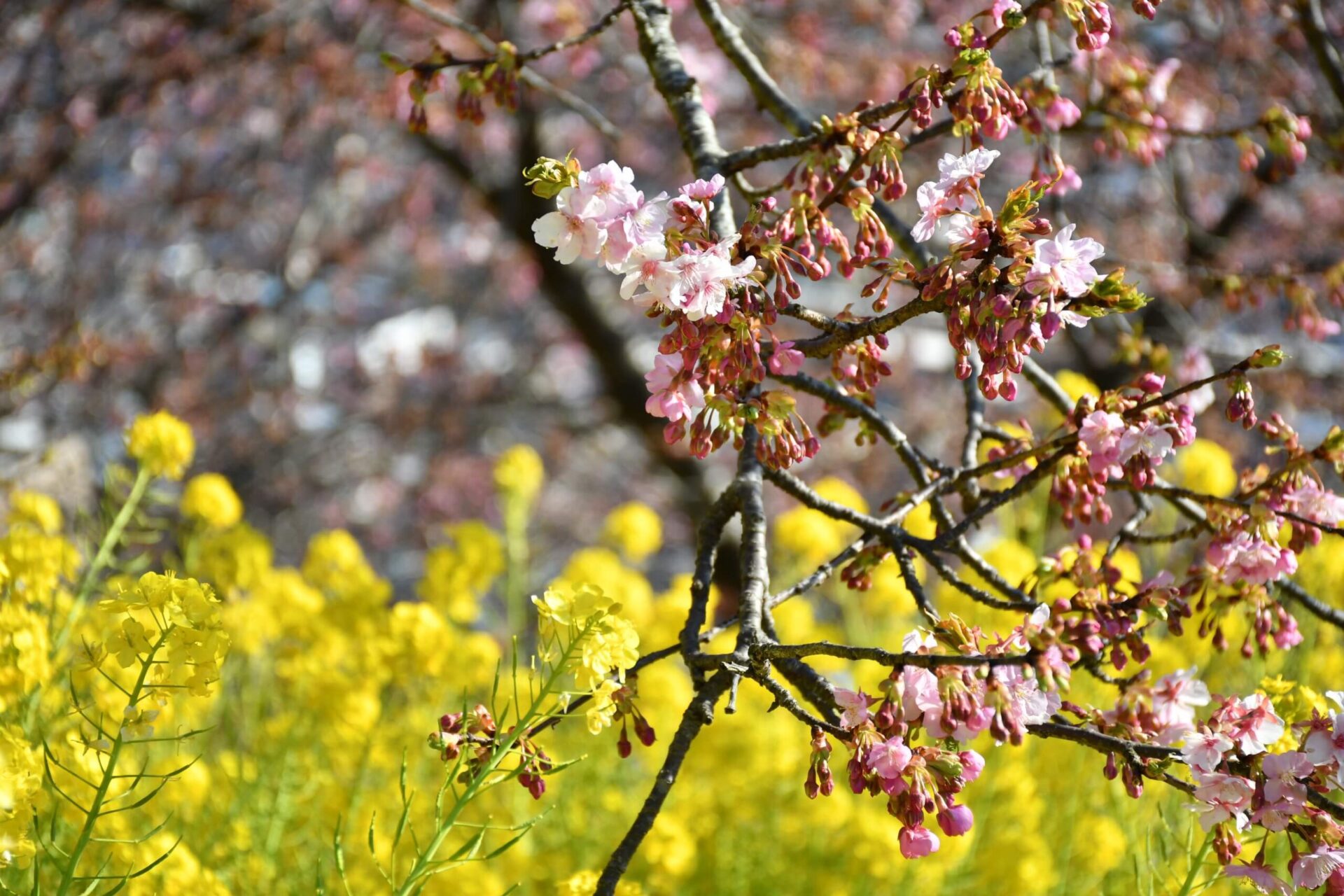 神奈川県松田町の桜まつりで鑑賞できる河津桜と菜の花
