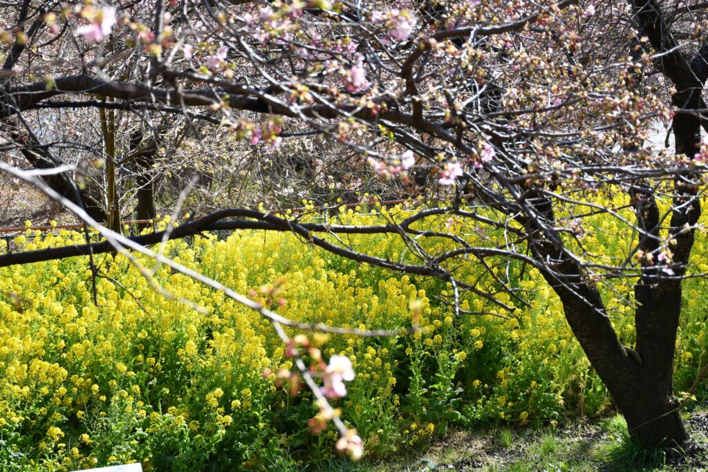 神奈川県松田町の西平畑公園にある散策路。河津桜と菜の花の競演を楽しめる。