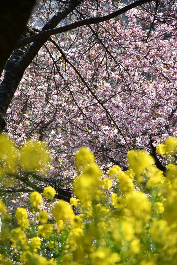 神奈川県松田町のまつだ桜まつりで撮影した河津桜と菜の花の競演