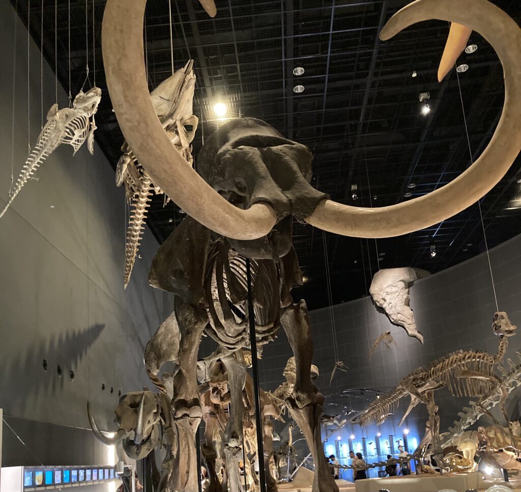 神奈川県立生命の星・地球博物館の館内にある恐竜の模型